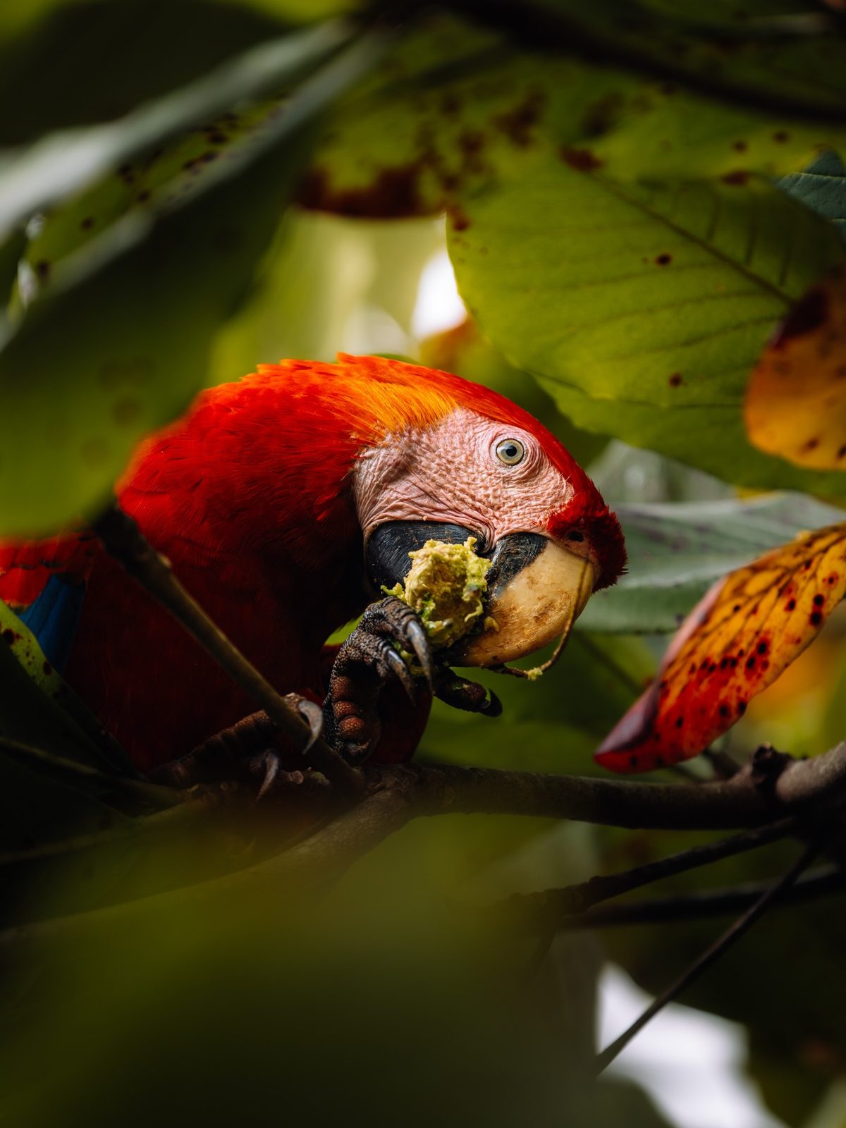 A scarlet macaw in the trees along the coast